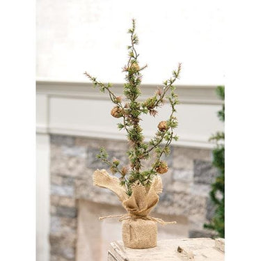 Spindly Pine Tree, 18
